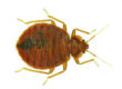 bedbug