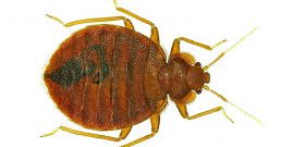 Bbedbug bed bug